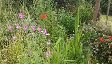 Weschnitzstubb - Photo 4