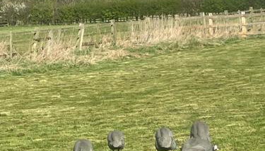 Springvale Farm Holiday Let - Foto 3