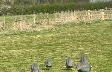 Springvale Farm Holiday Let - Foto 3