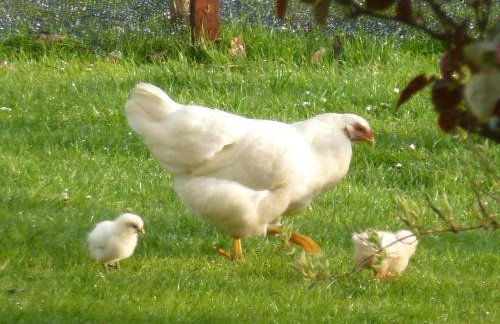 Mollett's Farm - Foto 30