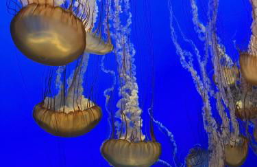 Romantic Carmel Cottage Ocean Country Views - Photo 6