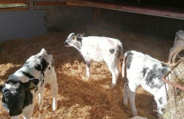 Ferienhof Kornmayer - Photo 4