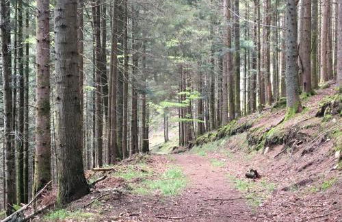 L'écureuil des lacs - Foto 7