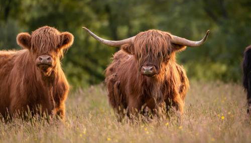 The Annexe, Luxury Property with Hot Tub at Pitilie Pods - Foto 5