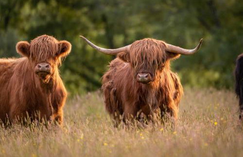 Farragon Luxury Glamping Pod with Hot Tub & Pet Friendly at Pitilie Pods - Foto 14