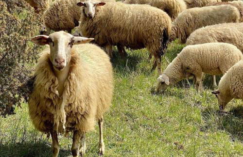 Holzhaus Onkel Fritz mit Sauna und Whirlwanne - Foto 20