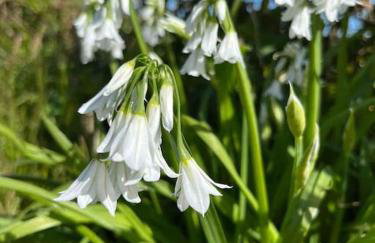 Stepping Stones Cottage - Lelant, Nr St Ives - Foto 16
