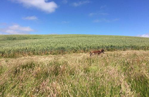 Blackthorn is a luxurious, rural retreat for two. - Foto 23