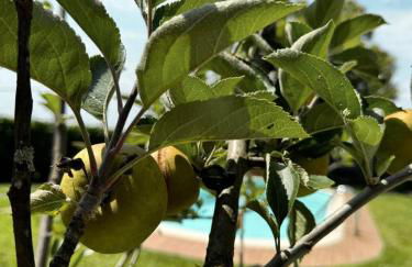 Casa das Castanhas - Cinfães, Viseu - Foto 19
