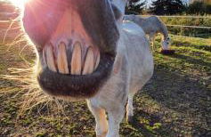 Pferdepension Jäger - Foto 9