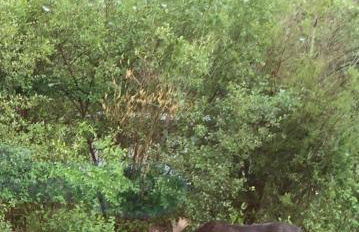 Abode at the Homestead - Foto 68