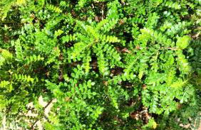 Villa con piscina uso esclusivo - Photo 36