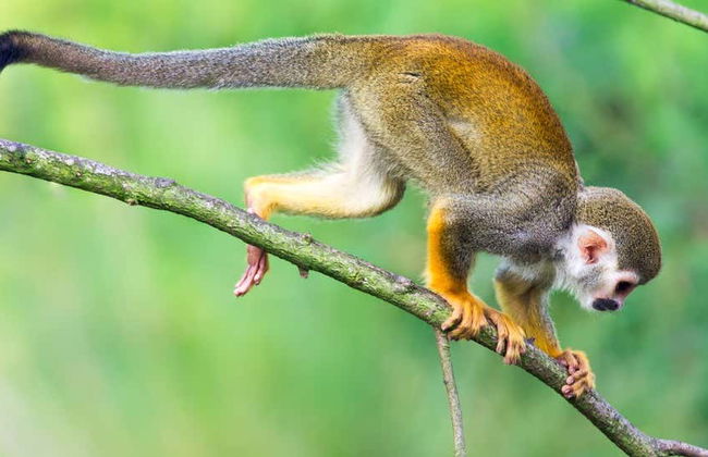 Excursão à Monkeyland - Foto 3