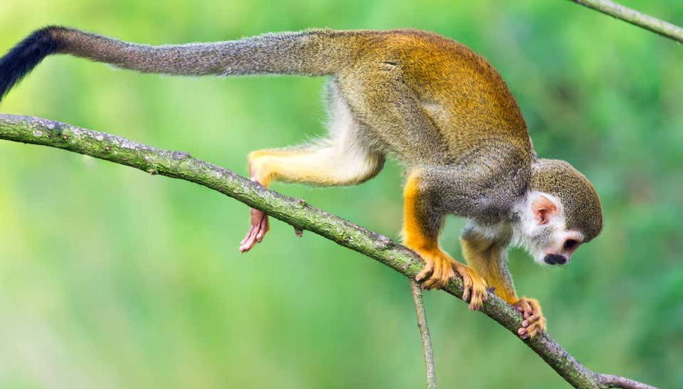 Excursão à Monkeyland