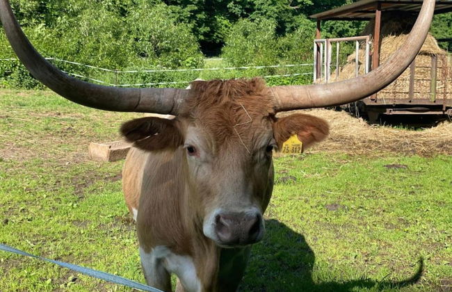 Hill-view Holiday Home in Dankerode Near Lake and Hiking - Foto 53