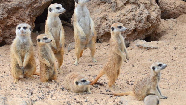 Contemplando a los suricatos