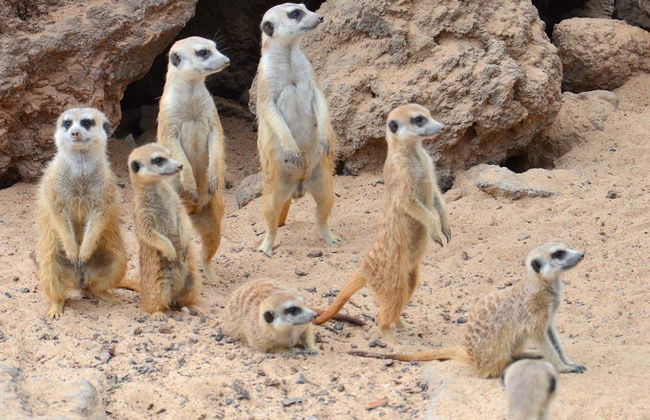 Jungle Park - Foto 4