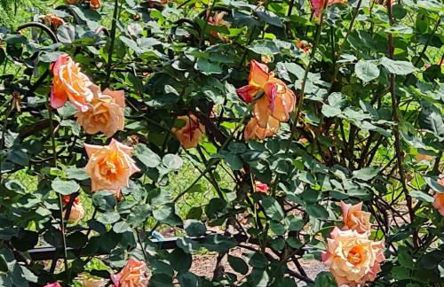 A casa di Albino e Giovannina - Foto 9