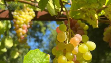 Le Grand Hermas - Foto 3