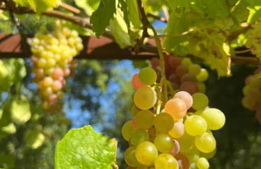 Le Grand Hermas - Foto 3