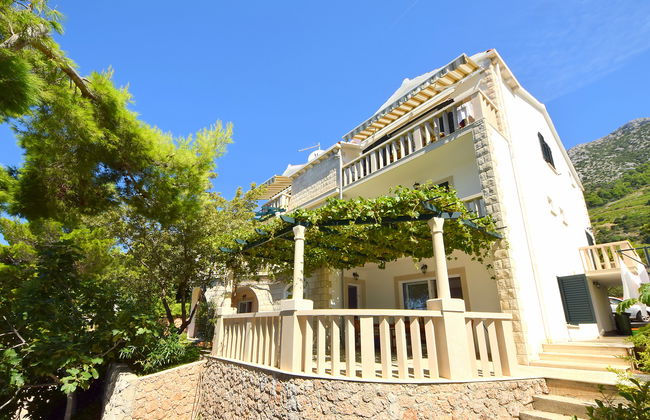 Plavac Mali - Foto 13