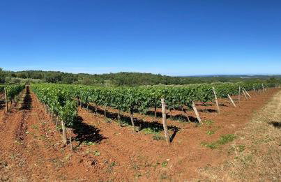 Villa Oliva Istria - Foto 42