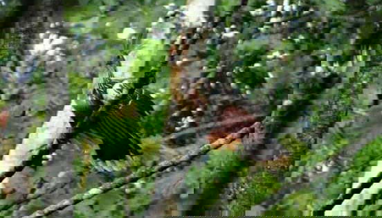 Observando aves en Trinidad