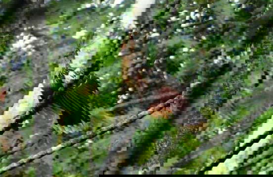 Gran Mojos Birdwatching Activity - Foto 2