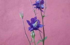 Ferienwohnung in der Uckermark - Photo 21