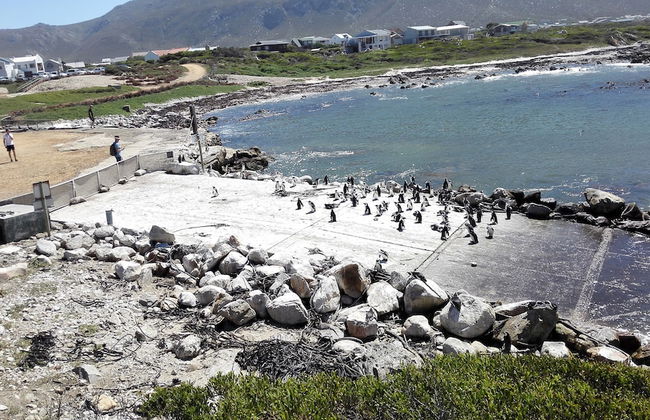 Come an Enjoy Cape Towns Best Kept Secret Kleinmond, 2 Hours From the City - Foto 11