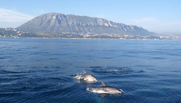 Balade en bateau avec dégustation de moules - Photo 4, Dauphins nageant dans la mer Méditerranée