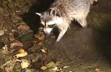 Historic Countryside Estate with Brenda Lee Heritage Near Nashville, Goodlettsville TN - Photo 71