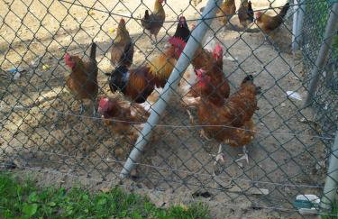 Domek na wzgórzu Blanki - Foto 10