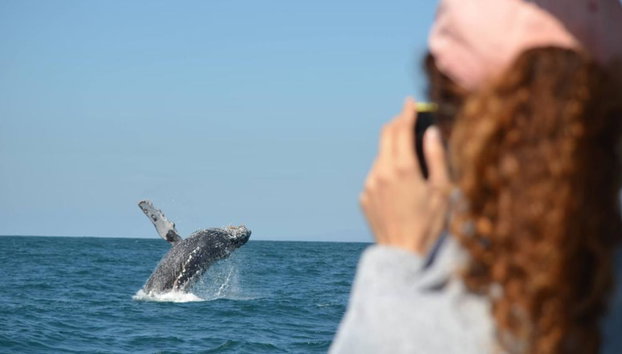 Avistamiento de ballenas en Mazatlán - Tour de medio día - Foto 4