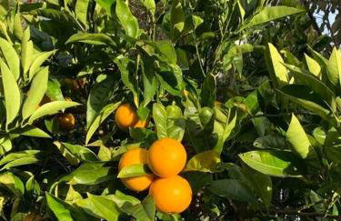 Cottage Leonidas Sun&Art - Foto 9