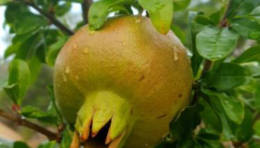 Kuća za odmor Mile - Foto 4