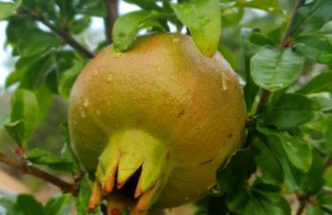 Kuća za odmor Mile - Foto 4