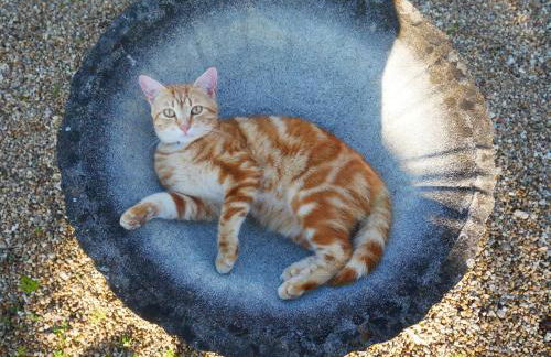 Au Coeur de la Cour - Foto 35