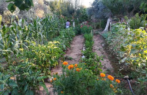 BIO Garden Stonehouse - Foto 41