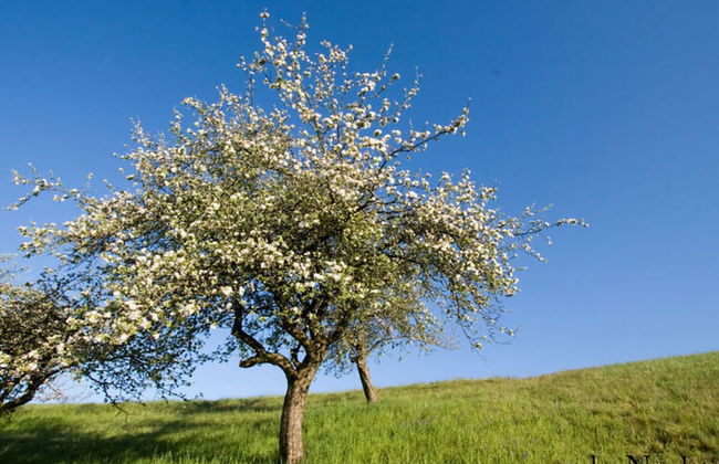 Apartment in Schwalbenhof Farm - Foto 16
