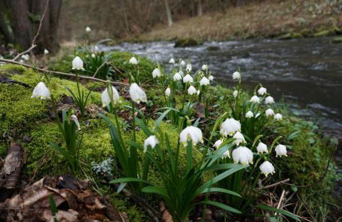 Ferienwohnung Familie Frank - Foto 49