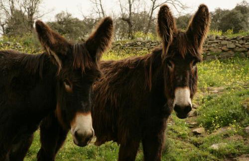 La Casa de los Arribes - Foto 55