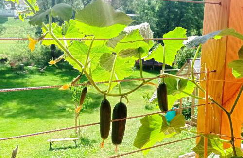 Ferienglück im Schwarzwald - Foto 22