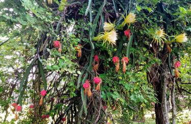 Chácara do Haras - Photo 24