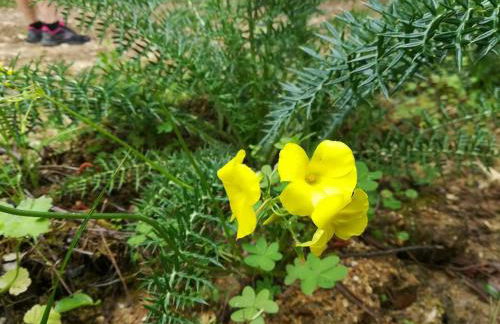 Refúgio Saloio- LugarTranquilo às Portas de Lisboa - Foto 28