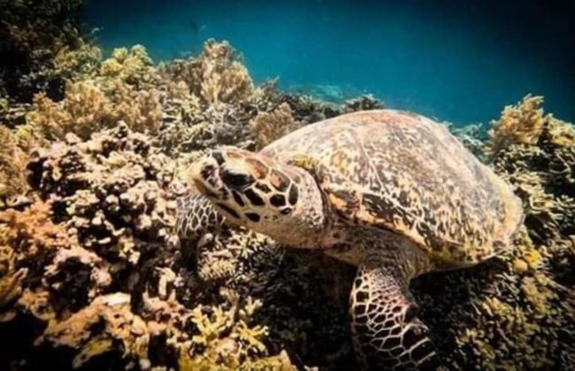 Maha Nusa Menjangan - Foto 49