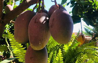 Afrikan Krisant Tenerife, Casa Rural Ecologica - Foto 42