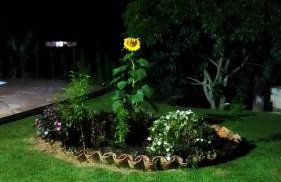 Chácara Bertelli - Foto 19