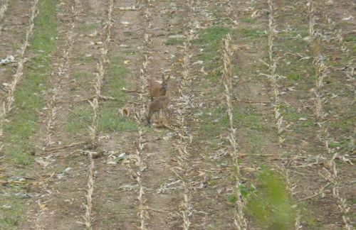 gîtes les 7 roches 6 couchages - Photo 58