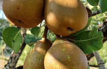 Quinta do Regalo - Foto 75